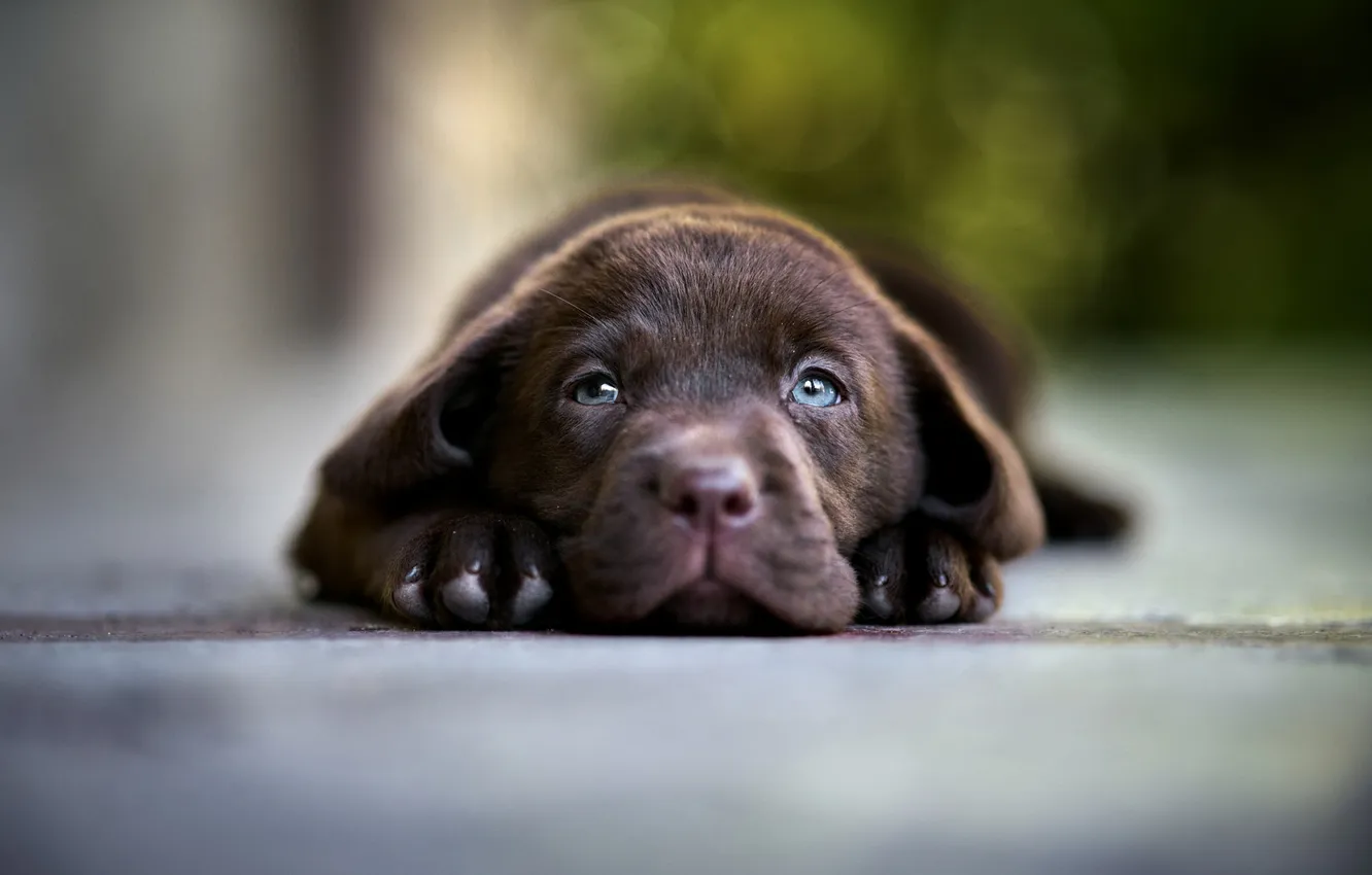 Photo wallpaper look, nature, pose, dog, puppy, face