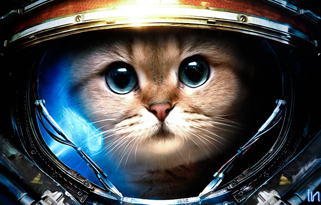 Photo wallpaper cat, the suit, starcraft