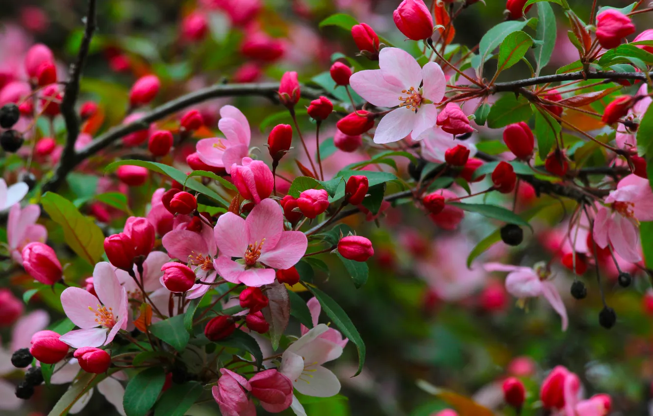 Photo wallpaper flower, pink, tree, spring, twigs