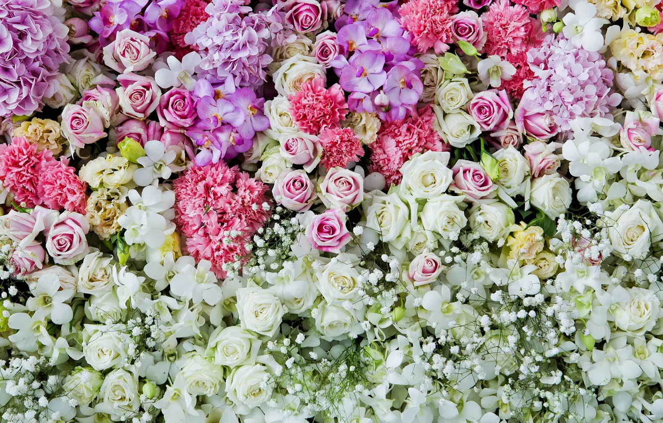 Photo wallpaper flowers, background, roses, colorful, pink, white, white, buds