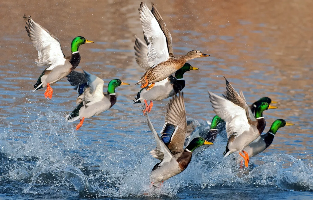 Photo wallpaper water, squirt, duck, wild ducks
