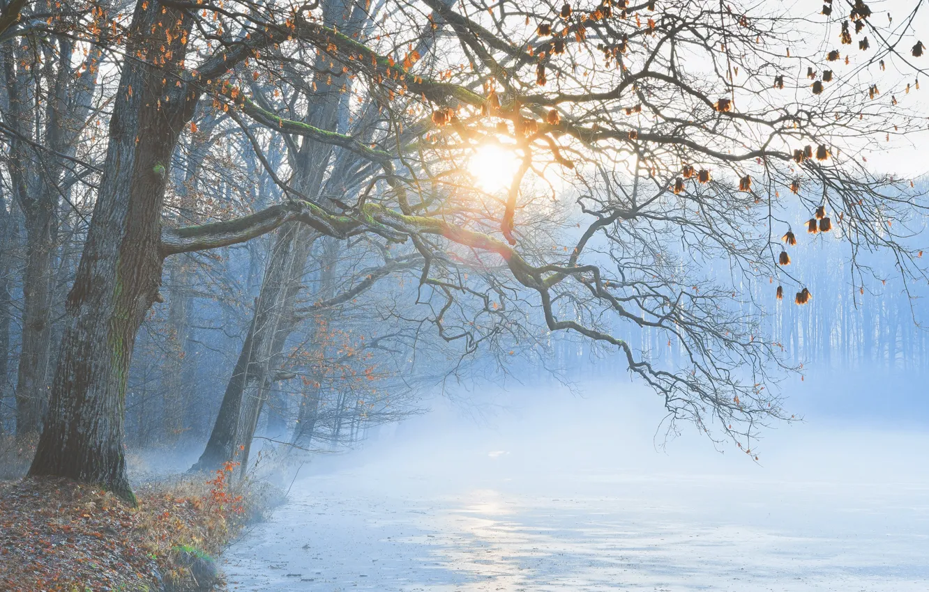 Photo wallpaper trees, fog, morning, pond