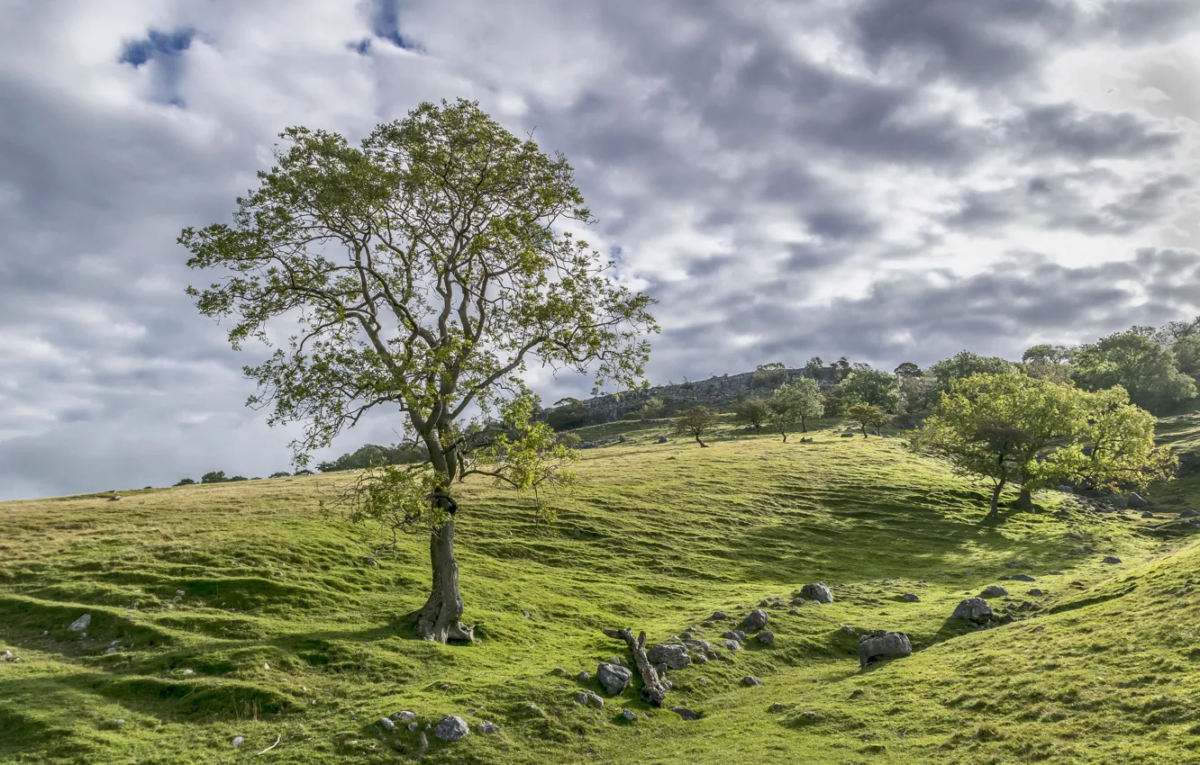 Photo wallpaper Nature, Clouds, Meadows, Trees, Stones, UK, Yorkshire