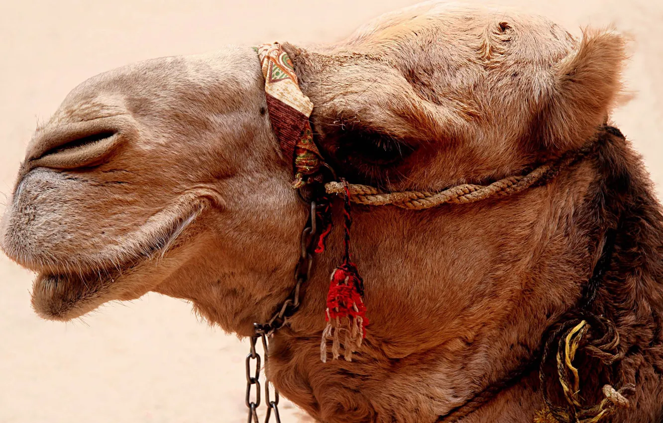 Photo wallpaper portrait, wool, camel