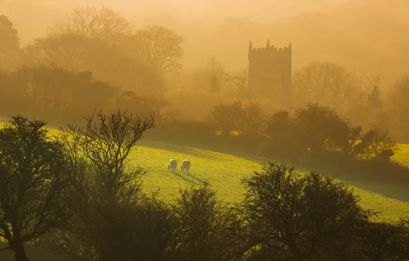 Photo wallpaper fog, castle, morning, cows
