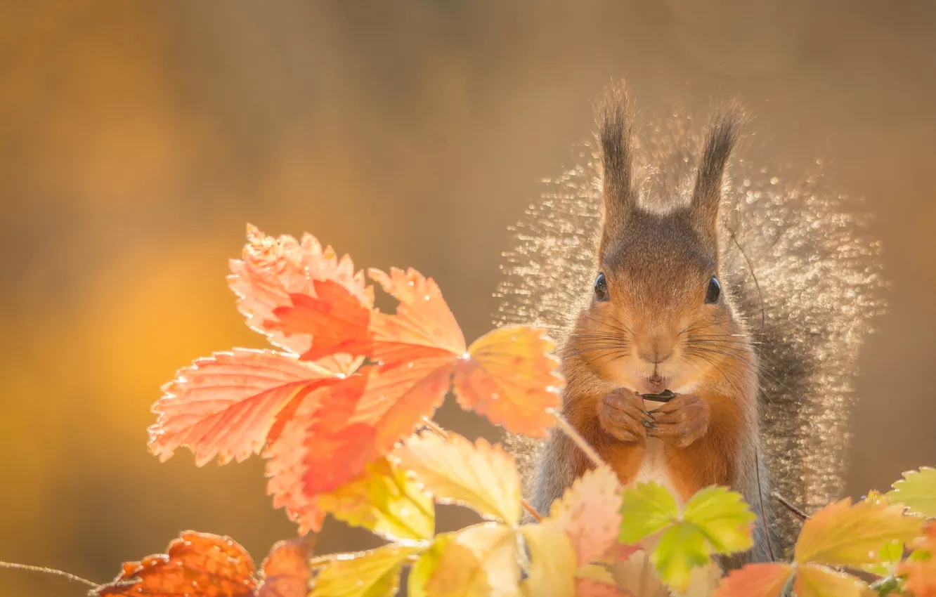 Photo wallpaper autumn, leaves, animal, protein, rodent