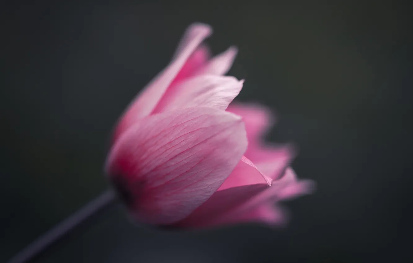 Photo wallpaper macro, flowers, tulips