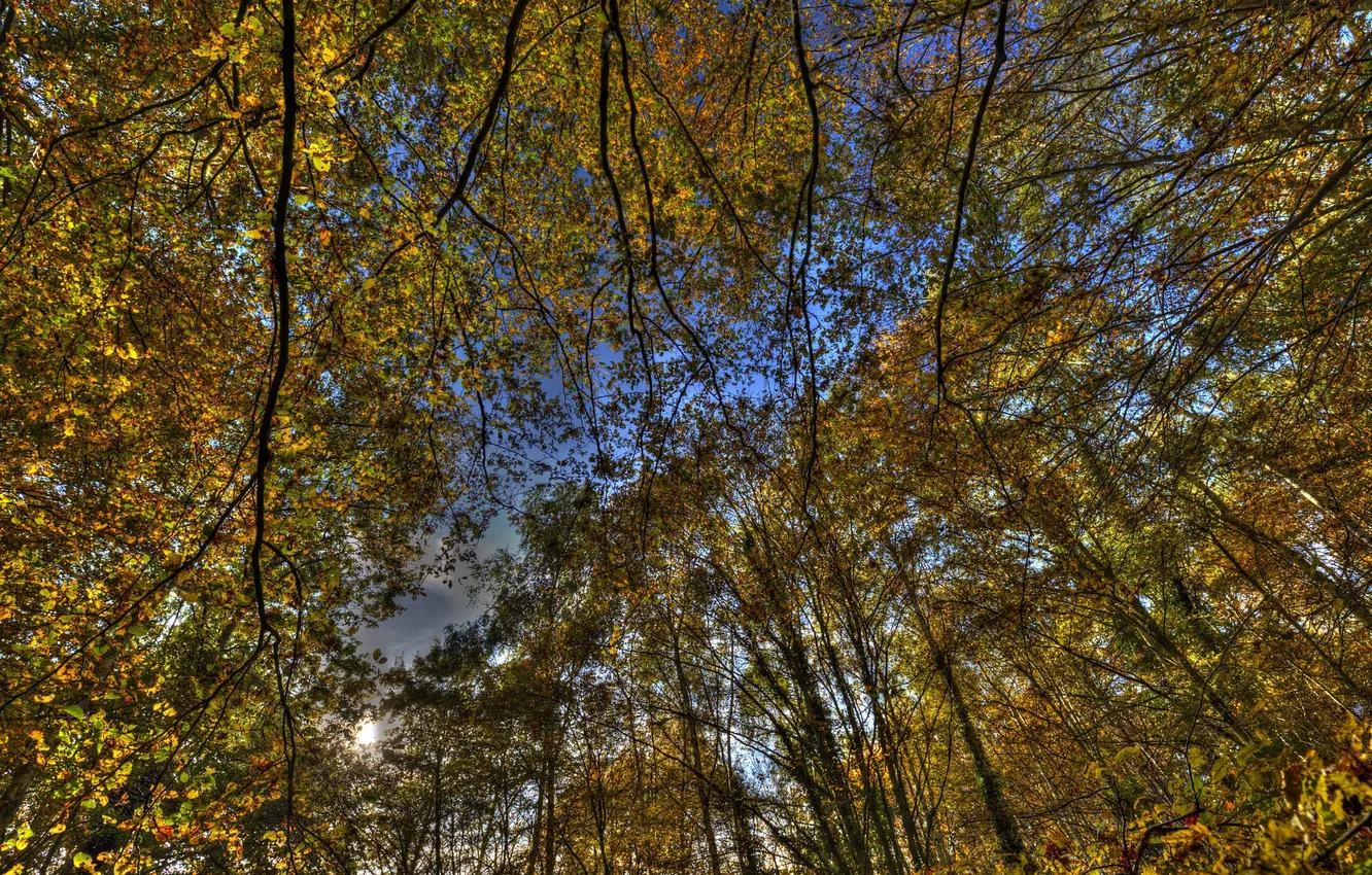 Photo wallpaper forest, the sky, trees, nature