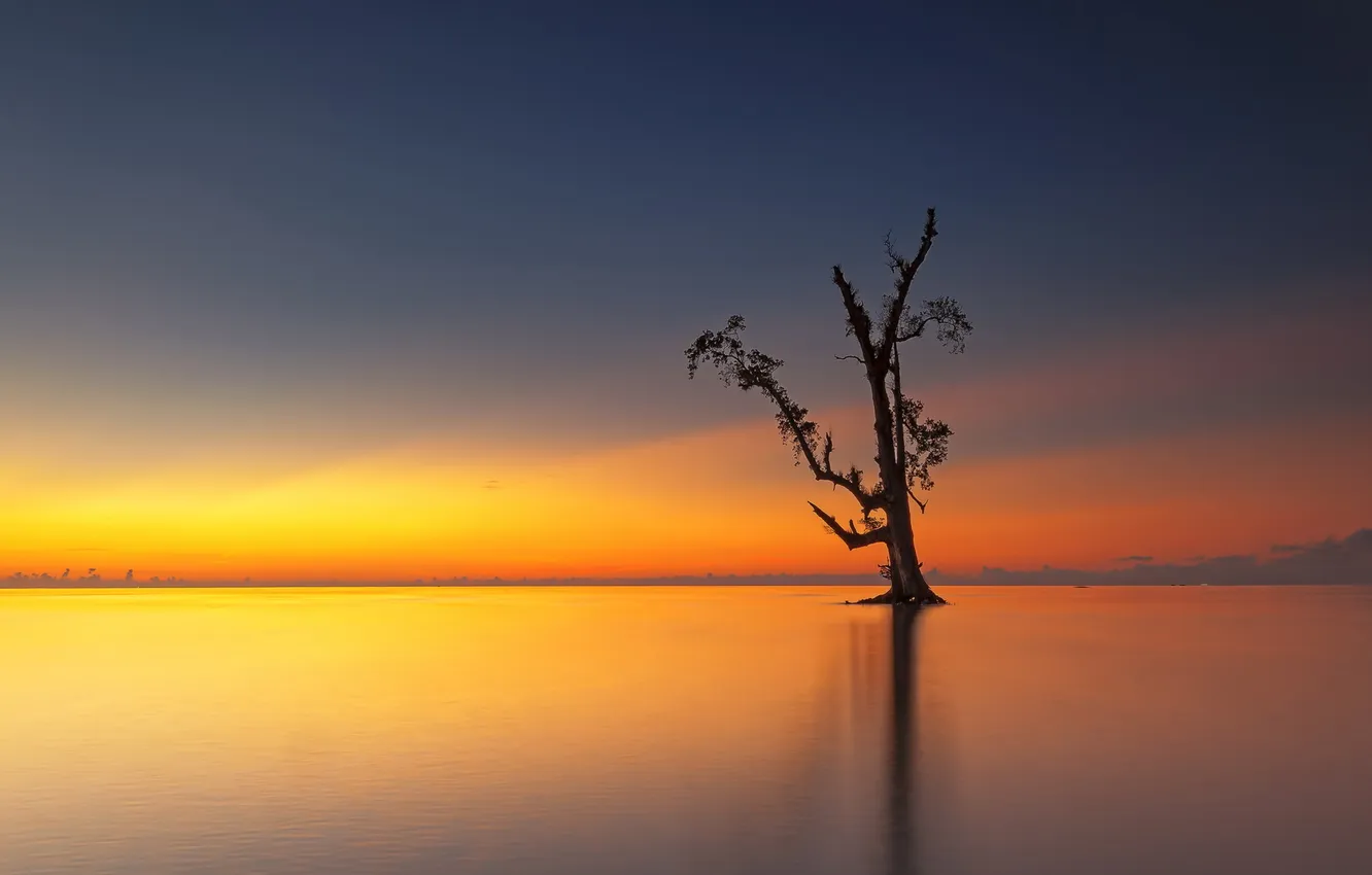Photo wallpaper sea, sunset, tree