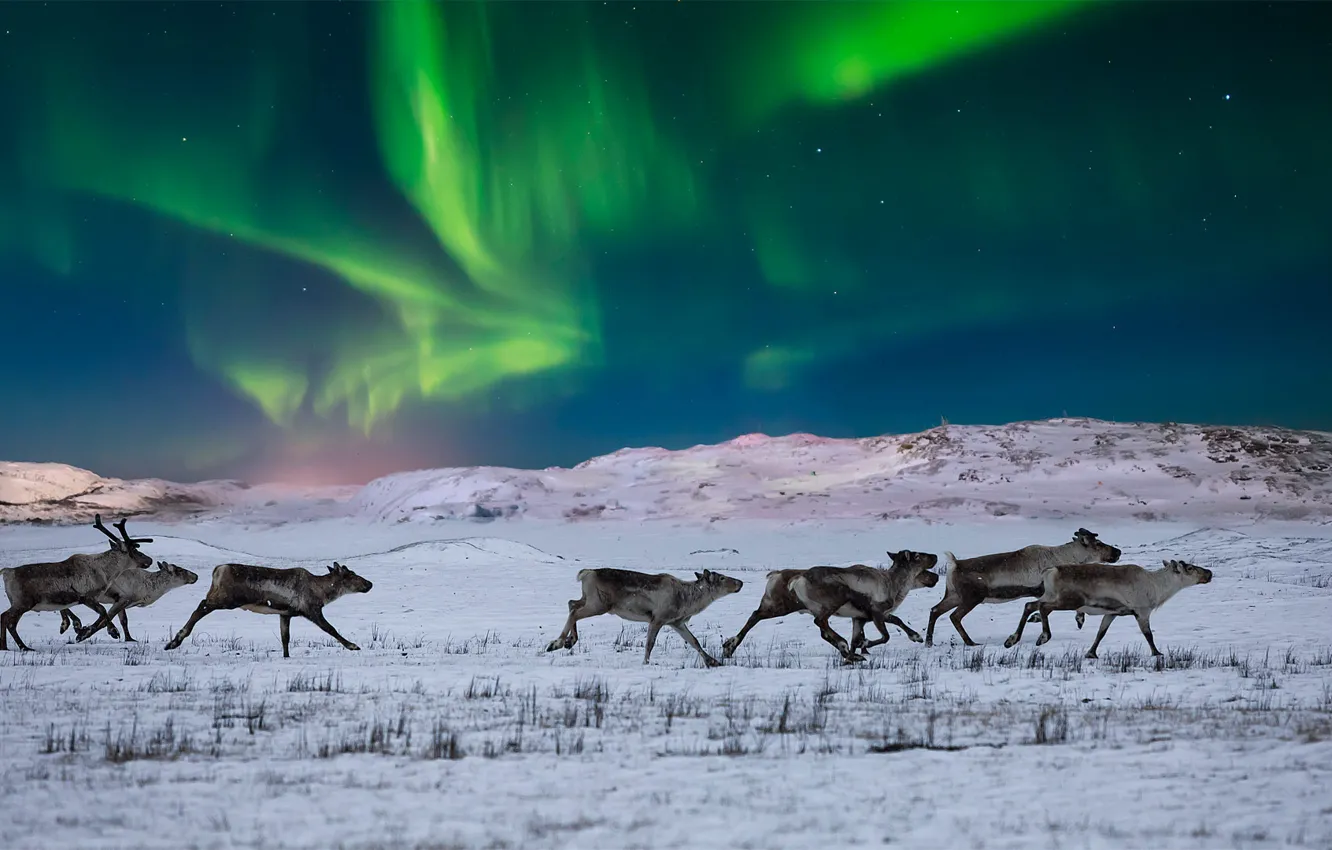 Photo wallpaper Northern lights, Norway, tundra, wild reindeer