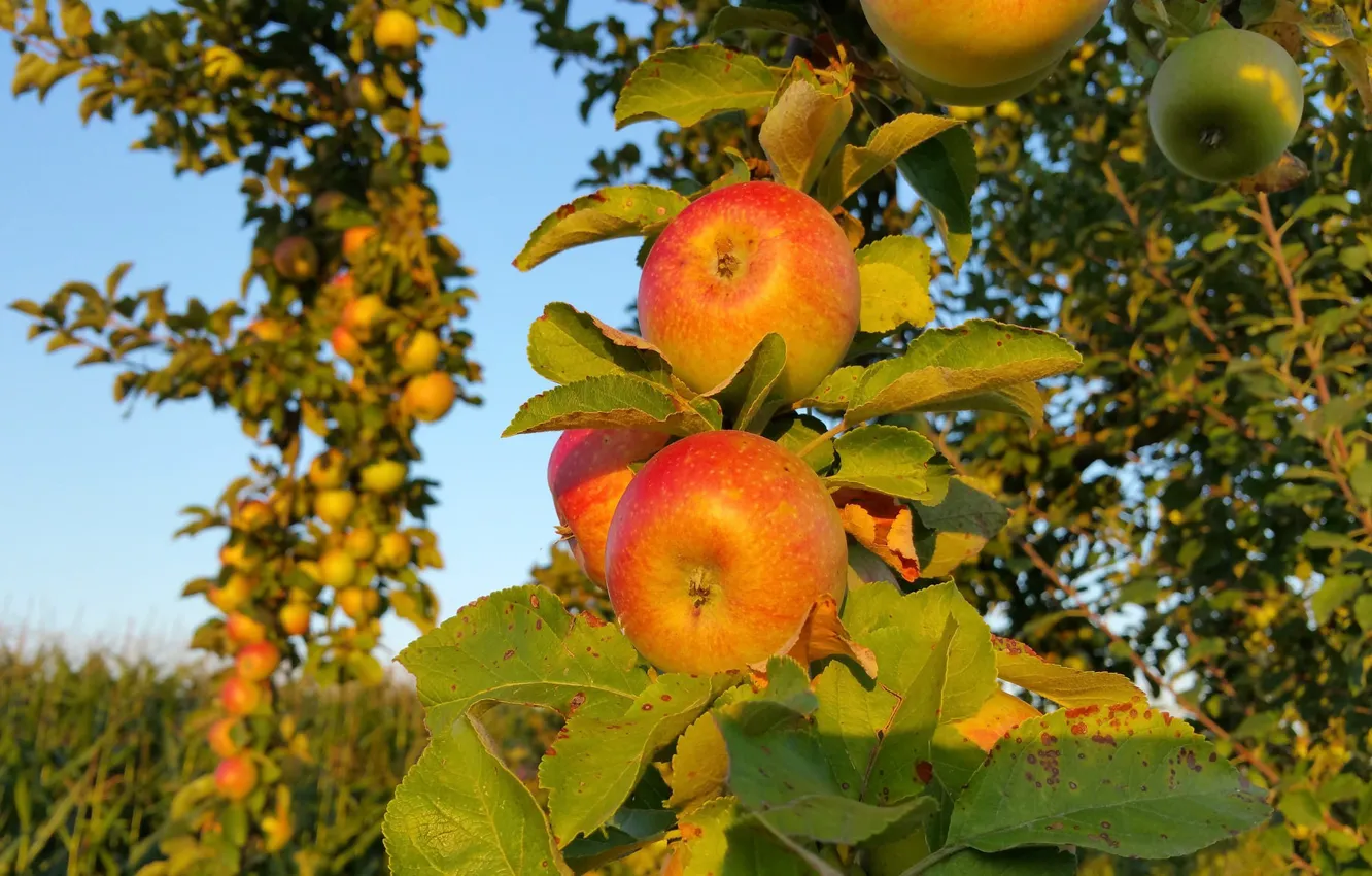 Photo wallpaper apples, the evening, fruit