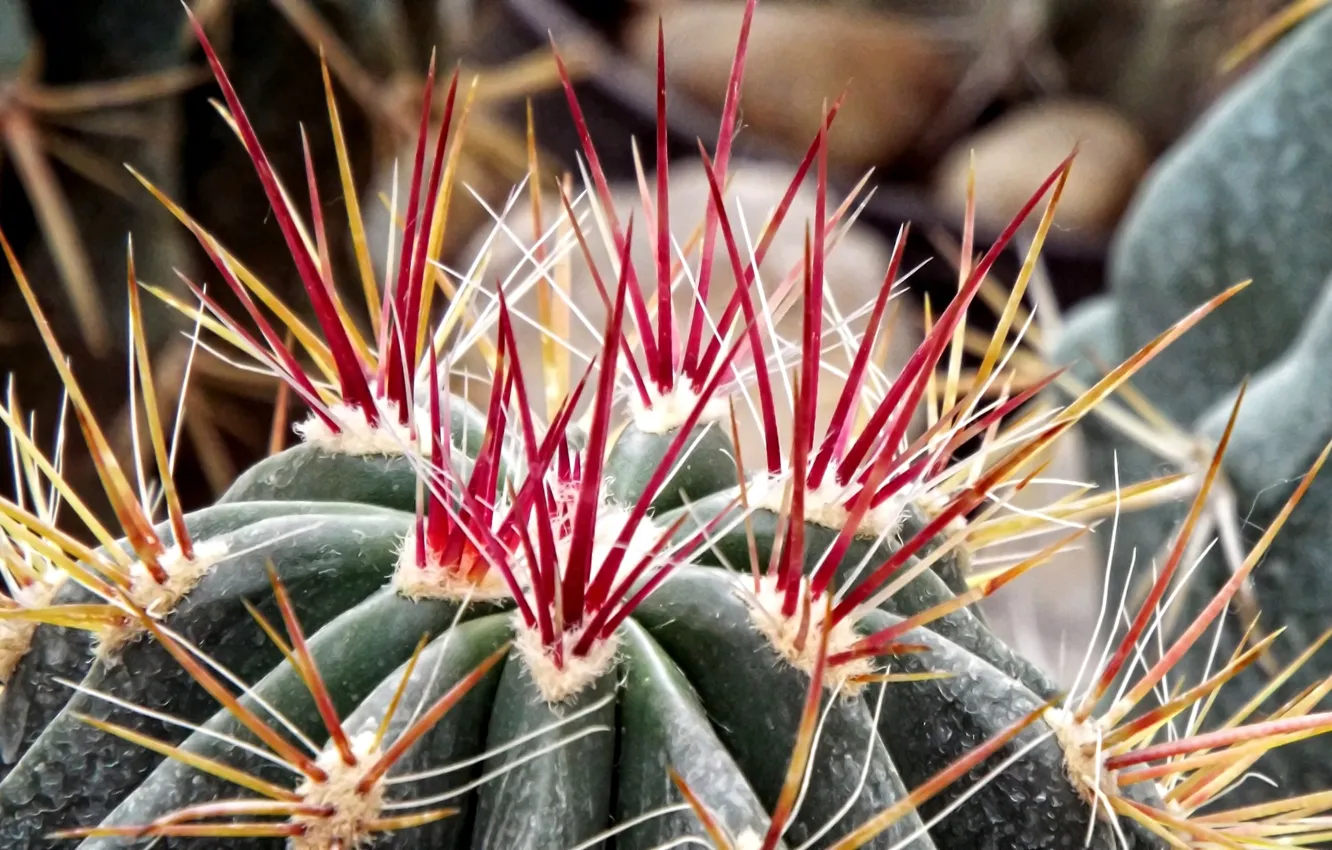Photo wallpaper macro, background, plant, cactus, barb, spikes, red needles