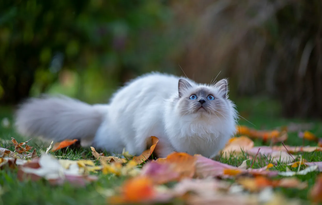 Photo wallpaper autumn, cat, white, grass, cat, look, leaves, nature
