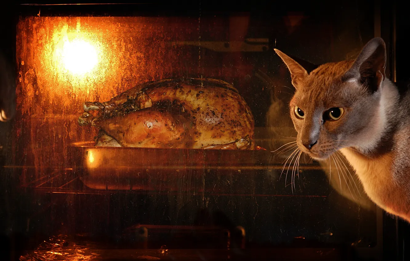 Photo wallpaper cat, look, face, the dark background, food, chicken, oven, waiting