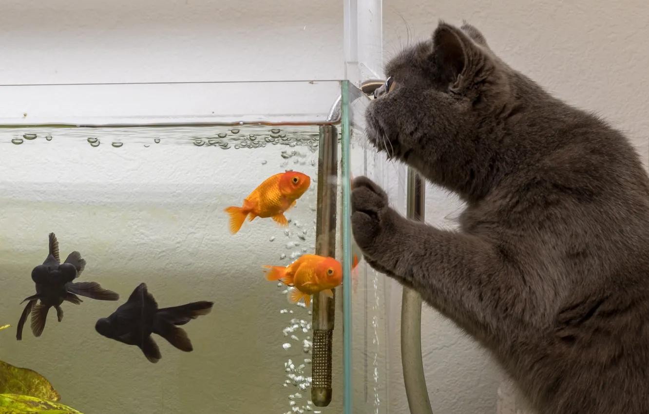 Photo wallpaper cat, cat, fish, aquarium, the situation