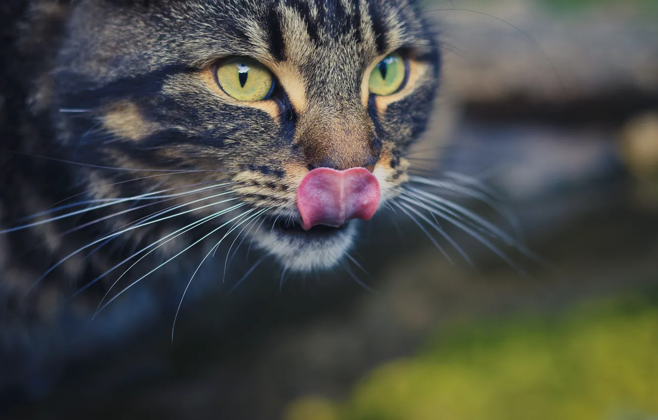 Photo wallpaper language, eyes, cat, look