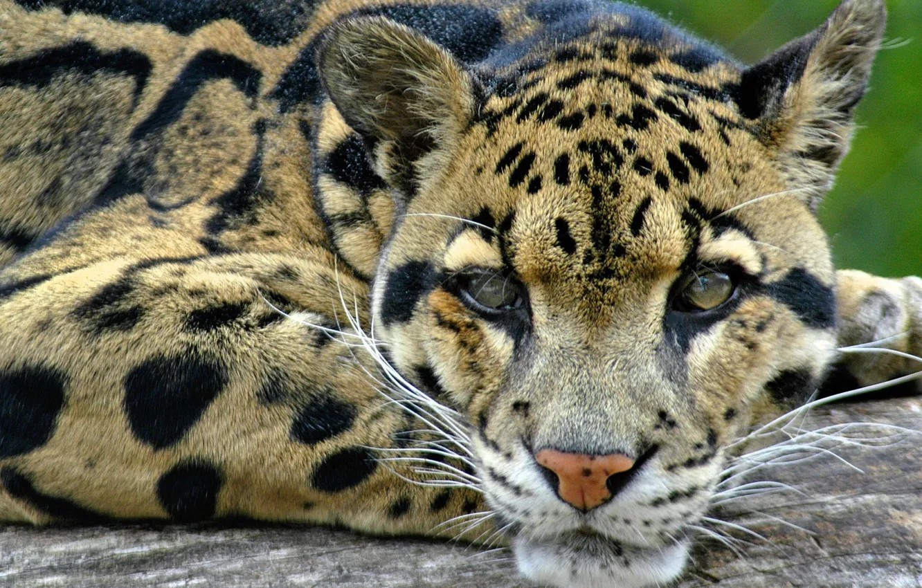 Photo wallpaper leopard, wild, hunter