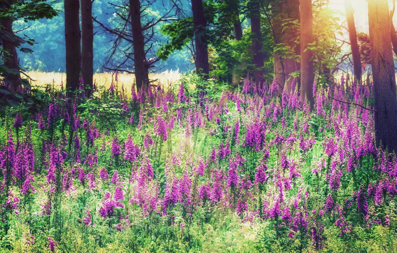 Photo wallpaper forest, summer, light, trees, flowers, trunks, glade, pink