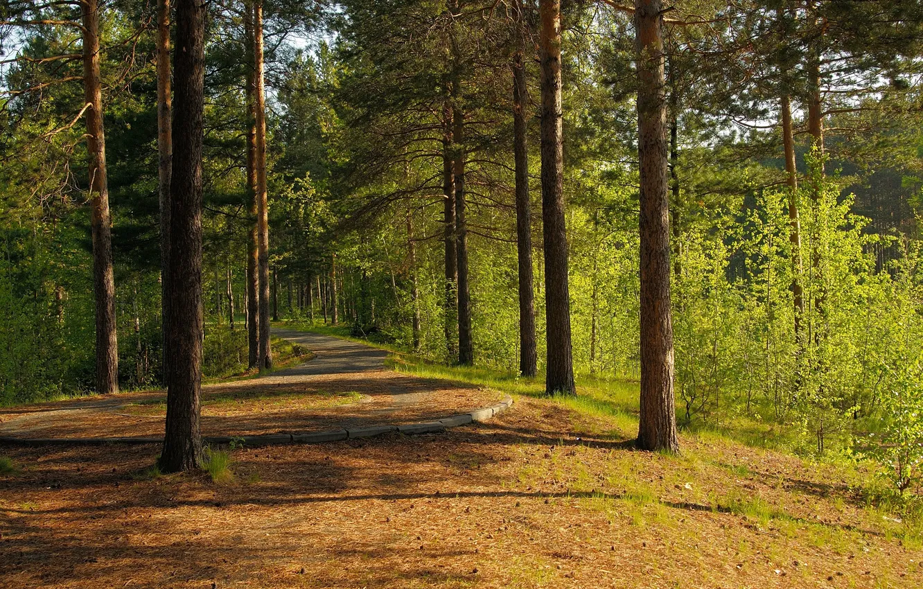 Photo wallpaper road, forest, summer