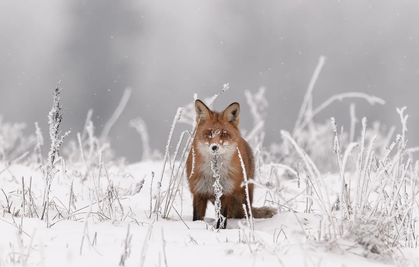 Photo wallpaper winter, grass, look, snow, background, Fox, red