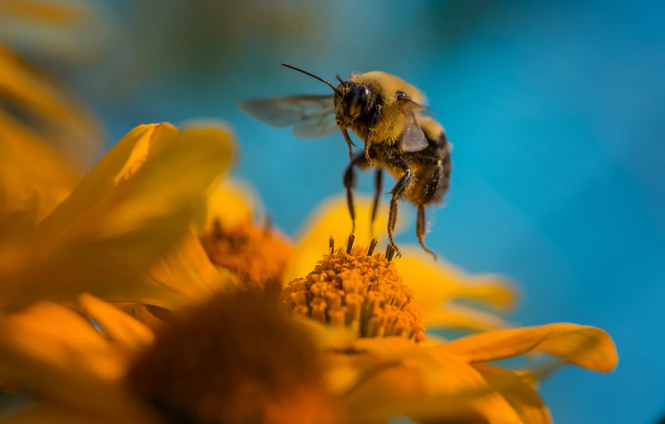 Photo wallpaper flower, summer, macro, flight, flowers, yellow, bee, pollen