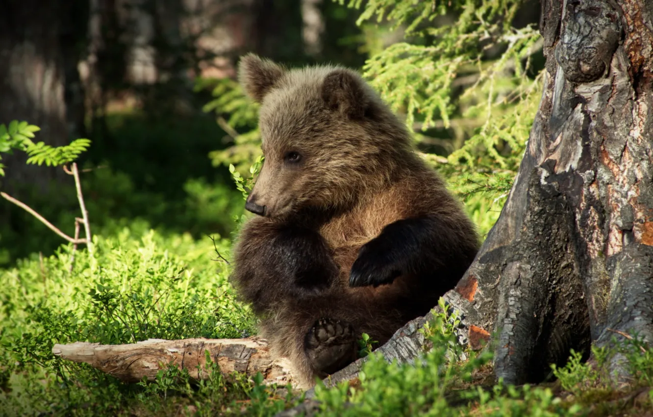 Photo wallpaper baby, bear, funny