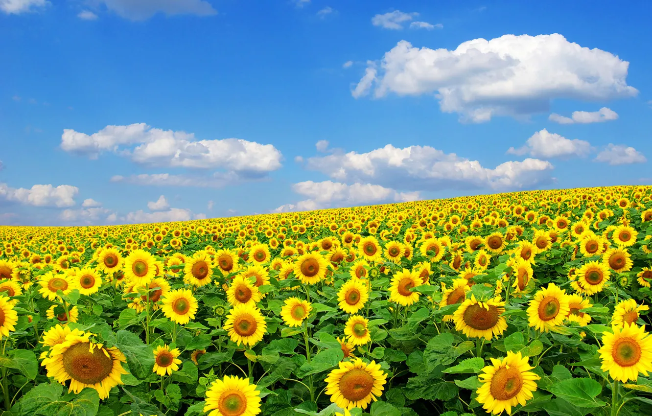 Photo wallpaper summer, the sun, sunflowers, nature