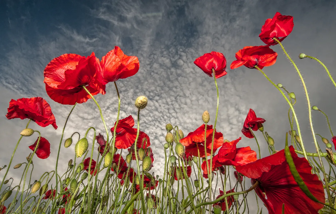 Photo wallpaper field, the sky, clouds, flowers, Maki, red