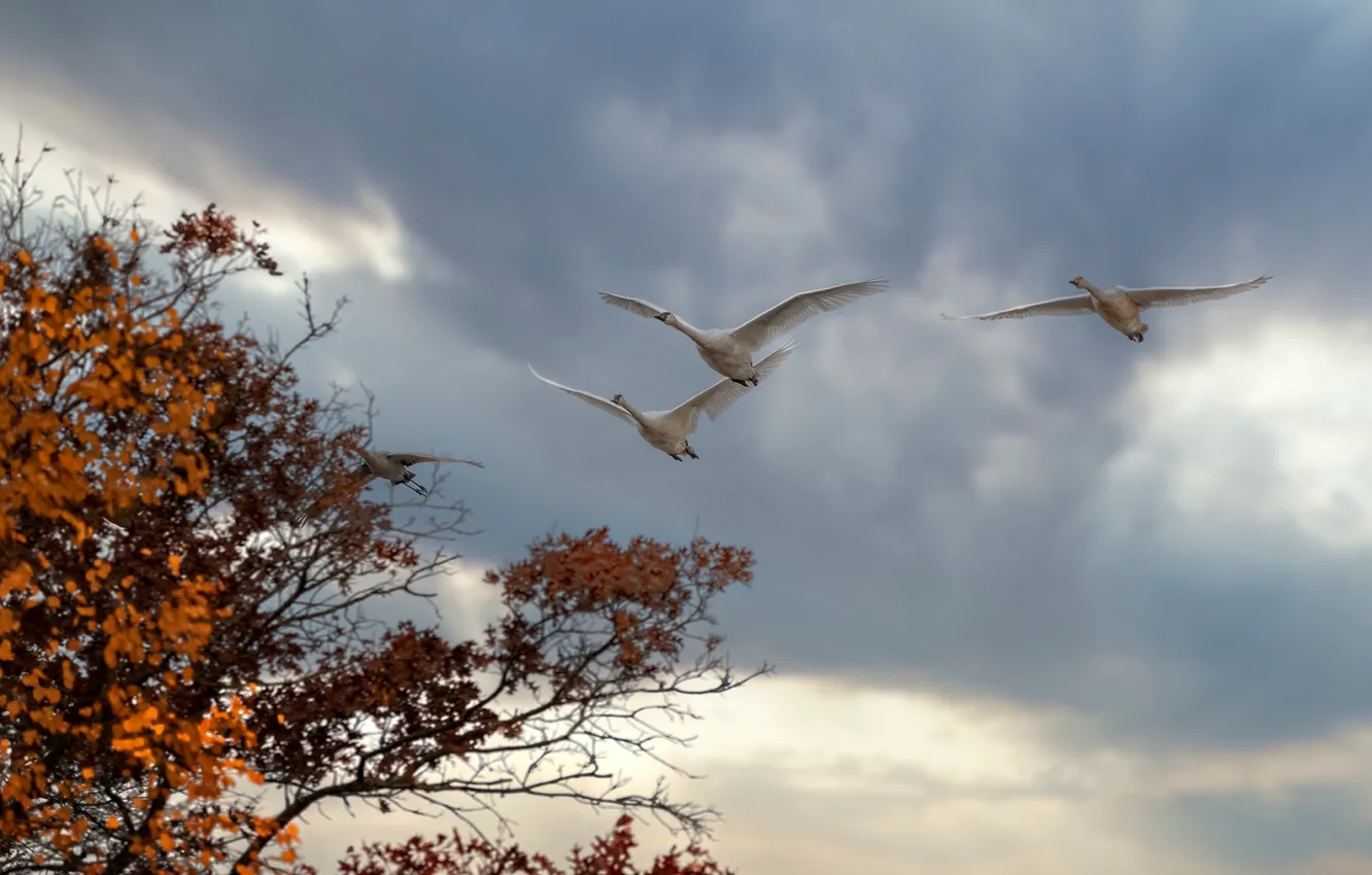 Photo wallpaper autumn, the sky, clouds, trees, flight, birds, branches, clouds