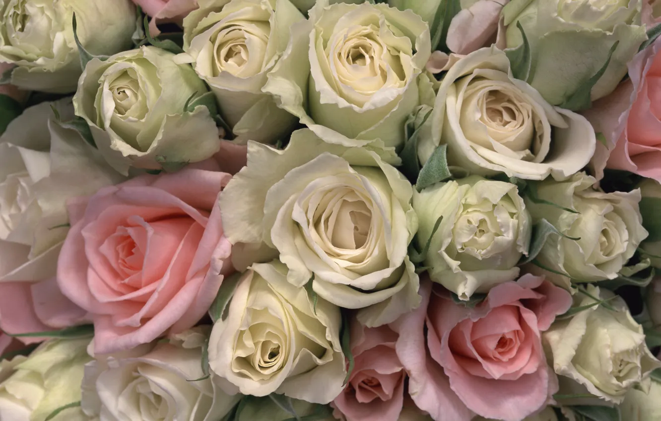 Photo wallpaper roses, beauty, bouquet, buds, kopka