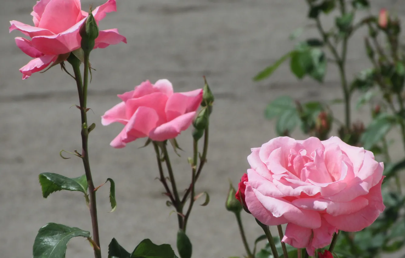 Photo wallpaper summer, flowers, background, roses, pink, Meduzanol ©