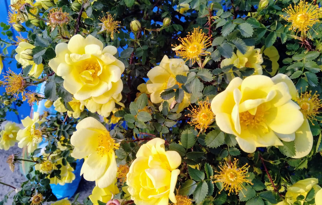Photo wallpaper leaves, yellow, roses, briar, rose Bush