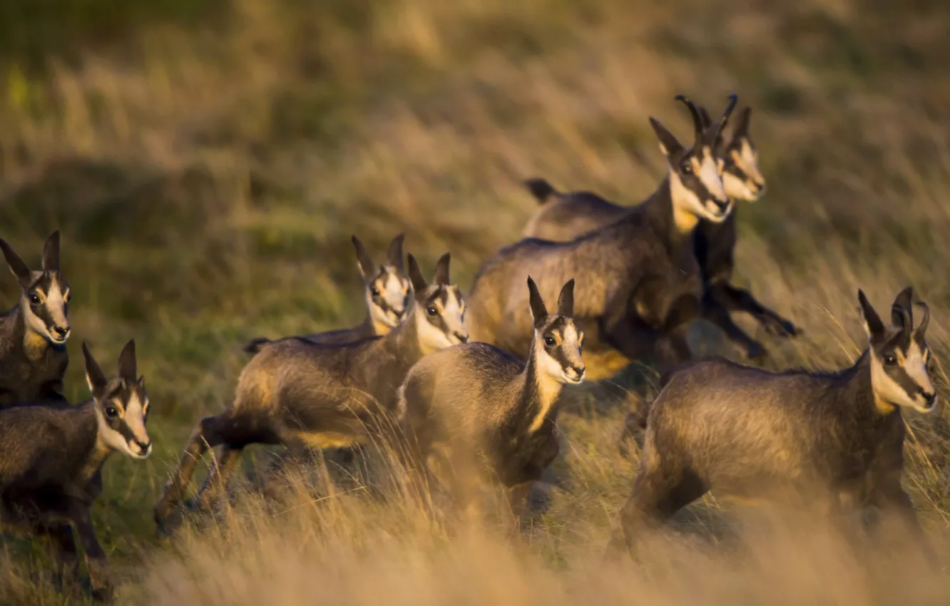 Photo wallpaper nature, horns, black goat, Serna