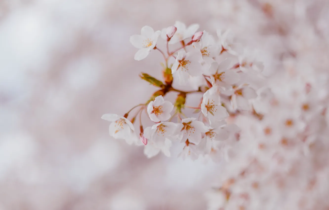 Photo wallpaper flowers, branches, cherry, tenderness, blur, spring, white, light background