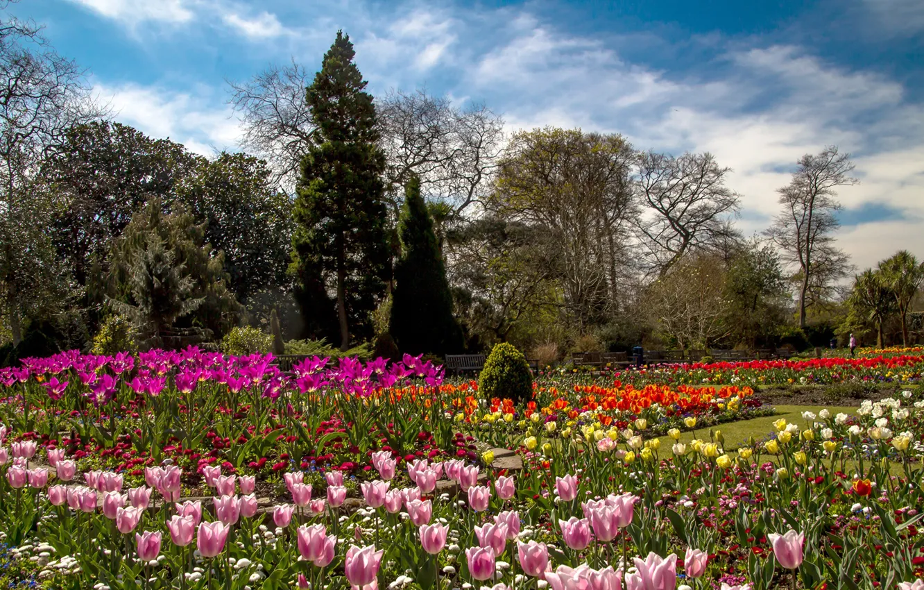 Photo wallpaper trees, flowers, garden, tulips, UK, colorful, Wales, Botanic Gardens