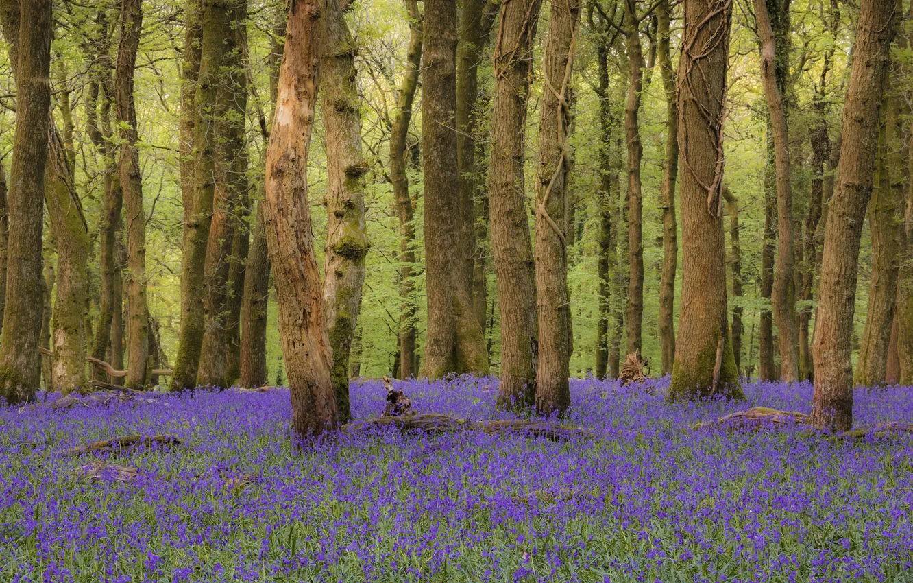 Photo wallpaper forest, trees, flowers, spring, bells
