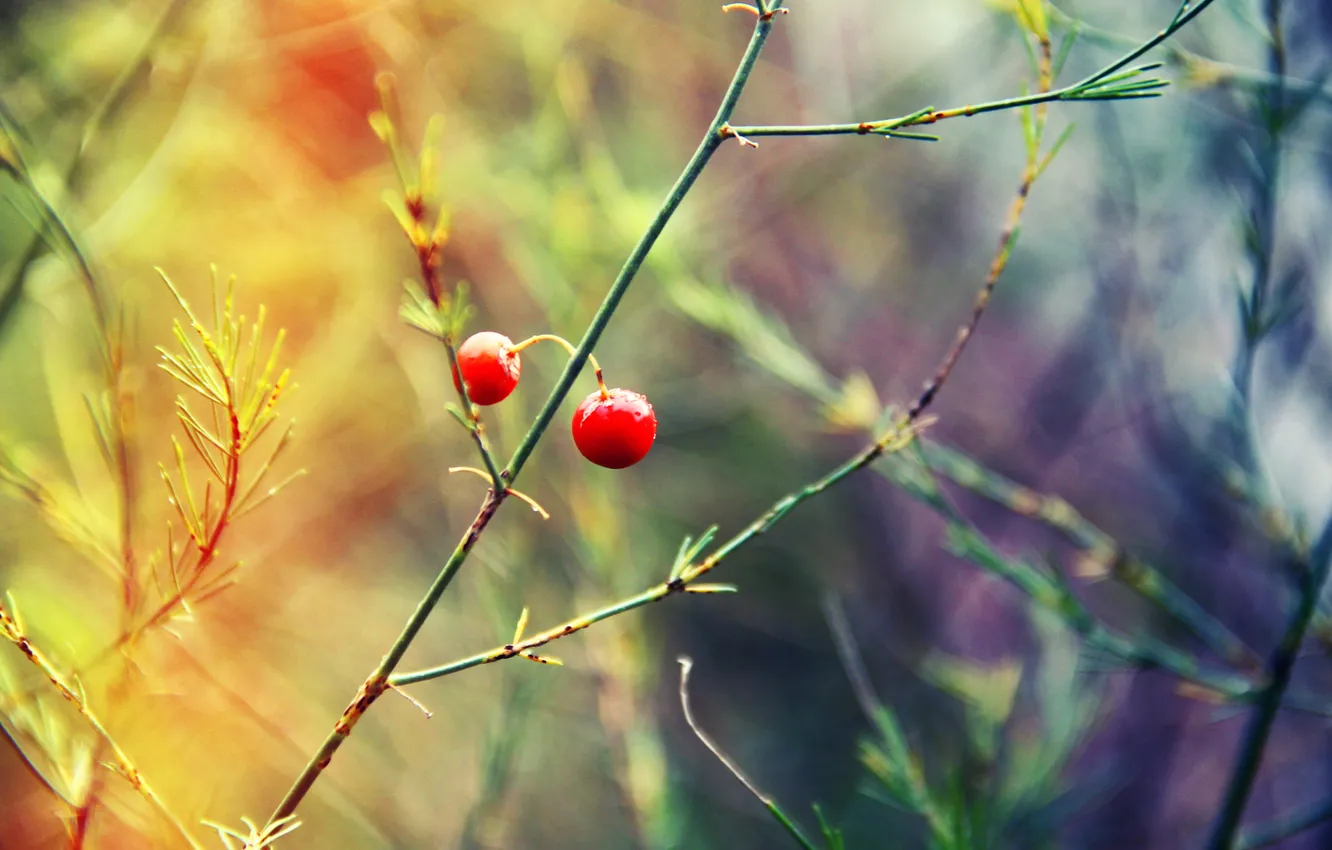 Photo wallpaper summer, grass, beads