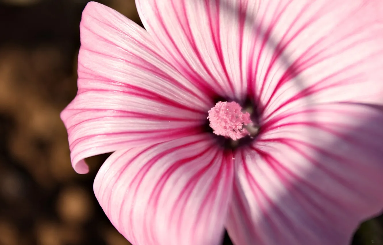 Photo wallpaper flower, pink, gentle