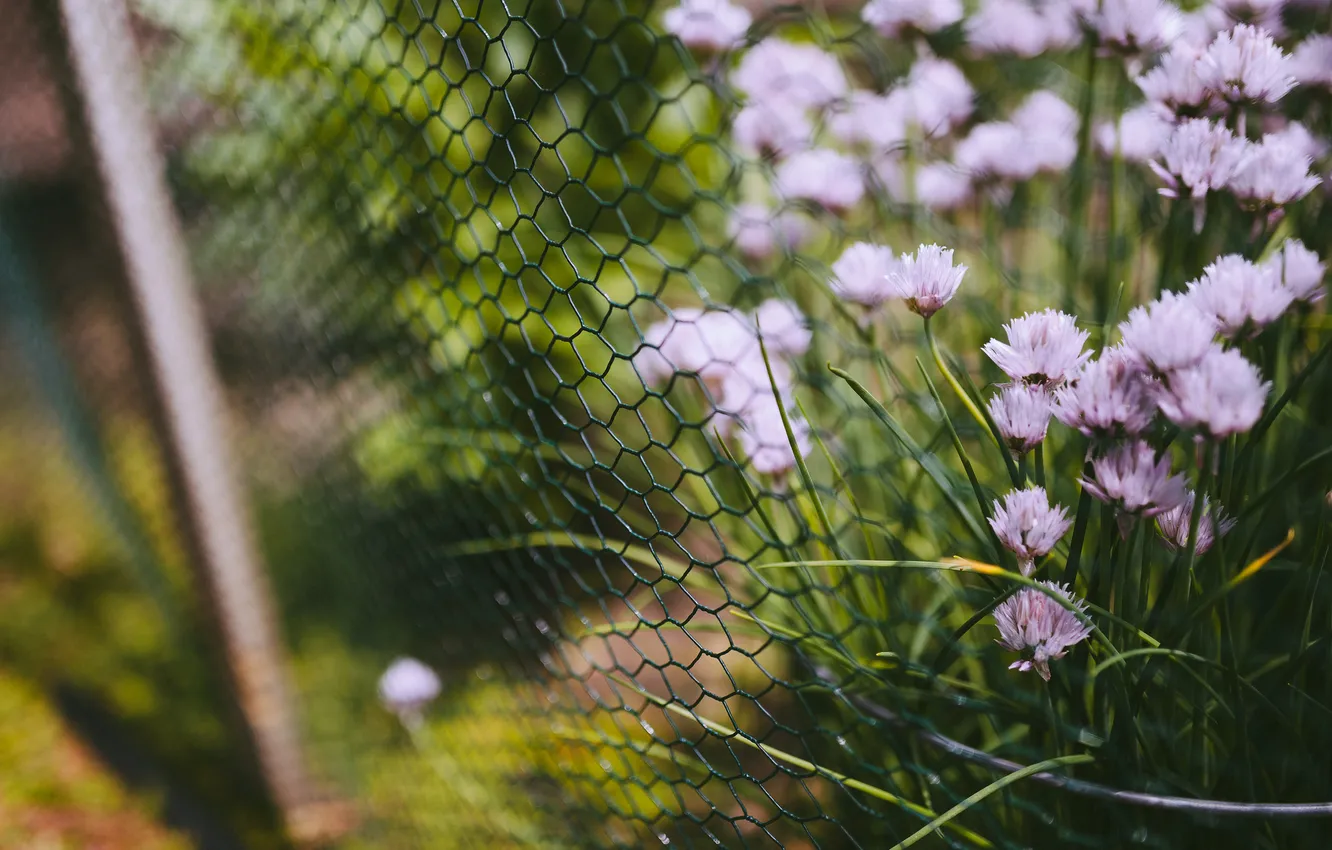 Photo wallpaper grass, flowers, mesh, the fence, fence, petals