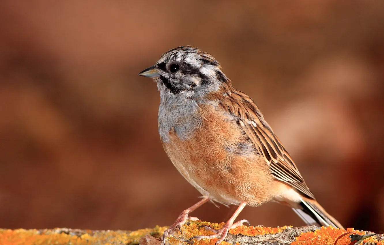 Photo wallpaper Macho, scribe, montesino