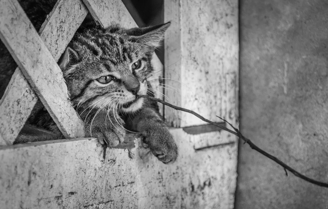 Photo wallpaper cat, face, branch, Koshak, Tomcat