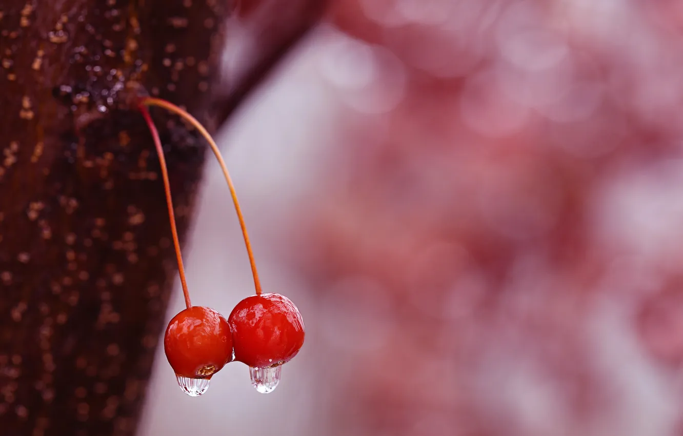 Photo wallpaper water, drops, cherry, berries, cherry