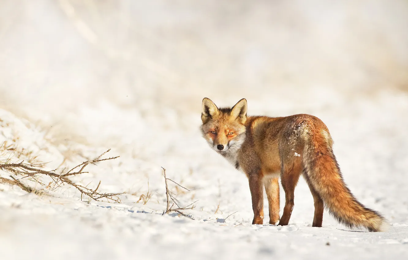 Photo wallpaper winter, Fox, looks