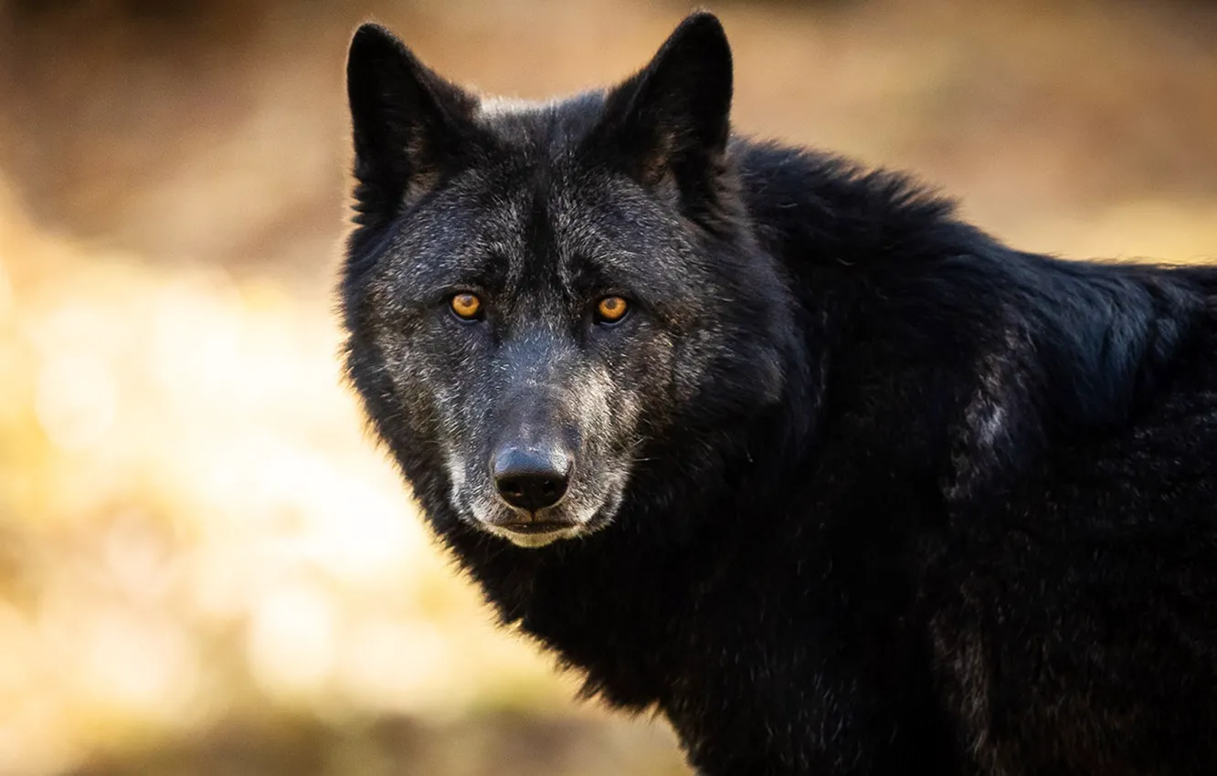 Photo wallpaper animal, wildlife, Black Wolf