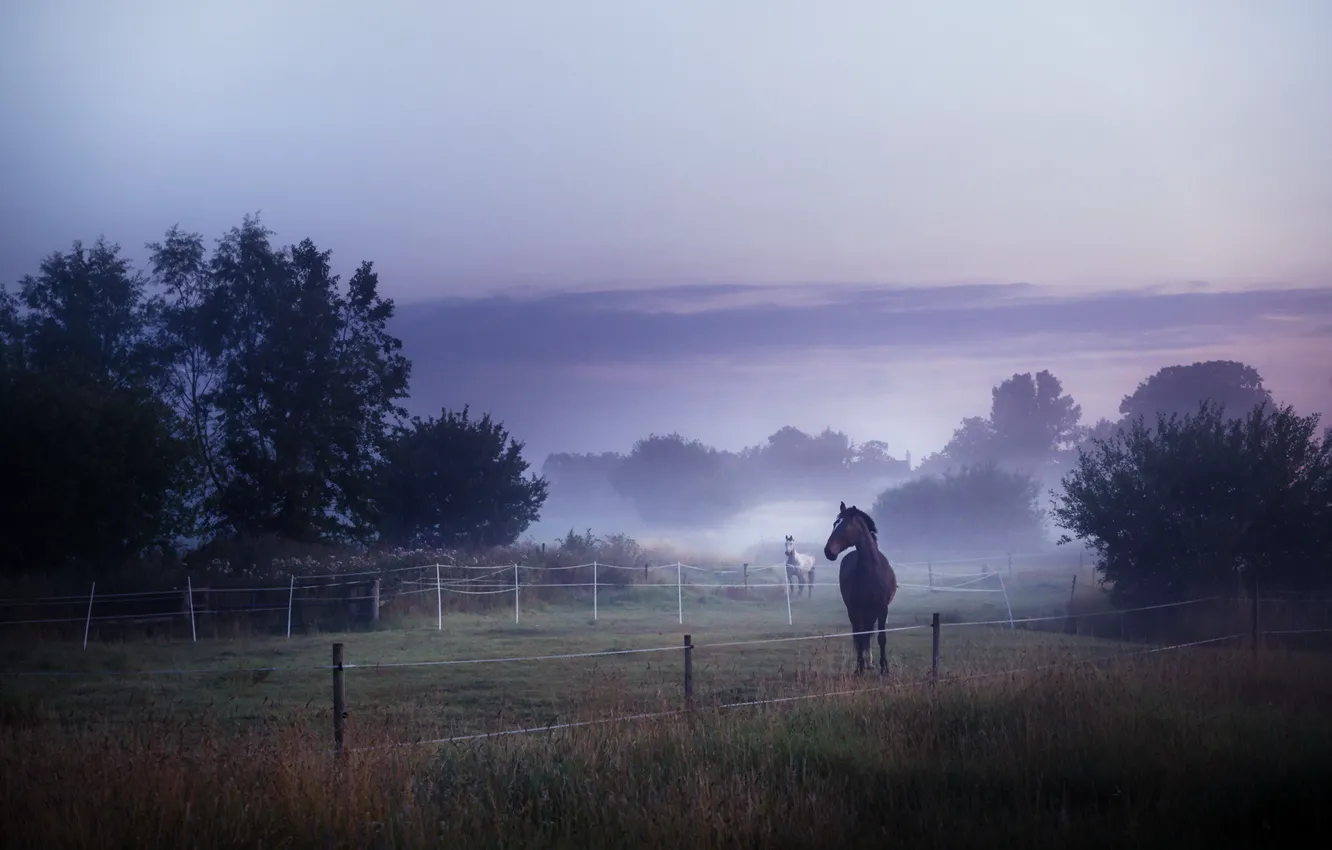 Photo wallpaper field, fog, horses, morning