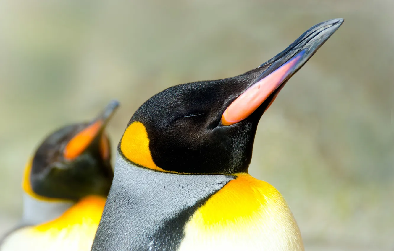 Photo wallpaper bird, beak, Royal penguin
