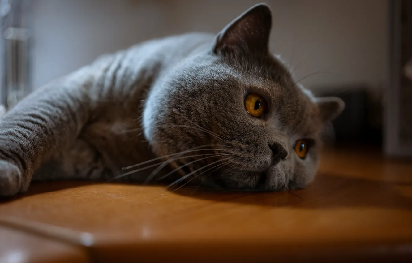 Photo wallpaper cat, cat, look, pose, face
