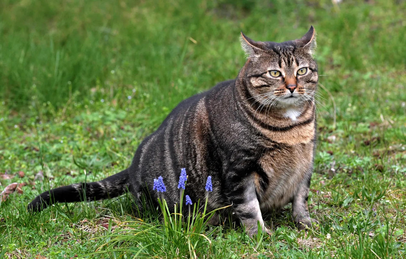 Photo wallpaper cat, grass, cat, look, face, flowers, grey, spring