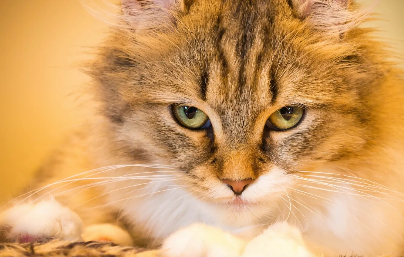 Photo wallpaper cat, cat, look, muzzle