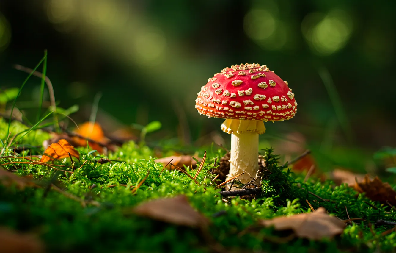 Photo wallpaper forest, leaves, the sun, mushrooms, moss, mushroom, forest, leaves